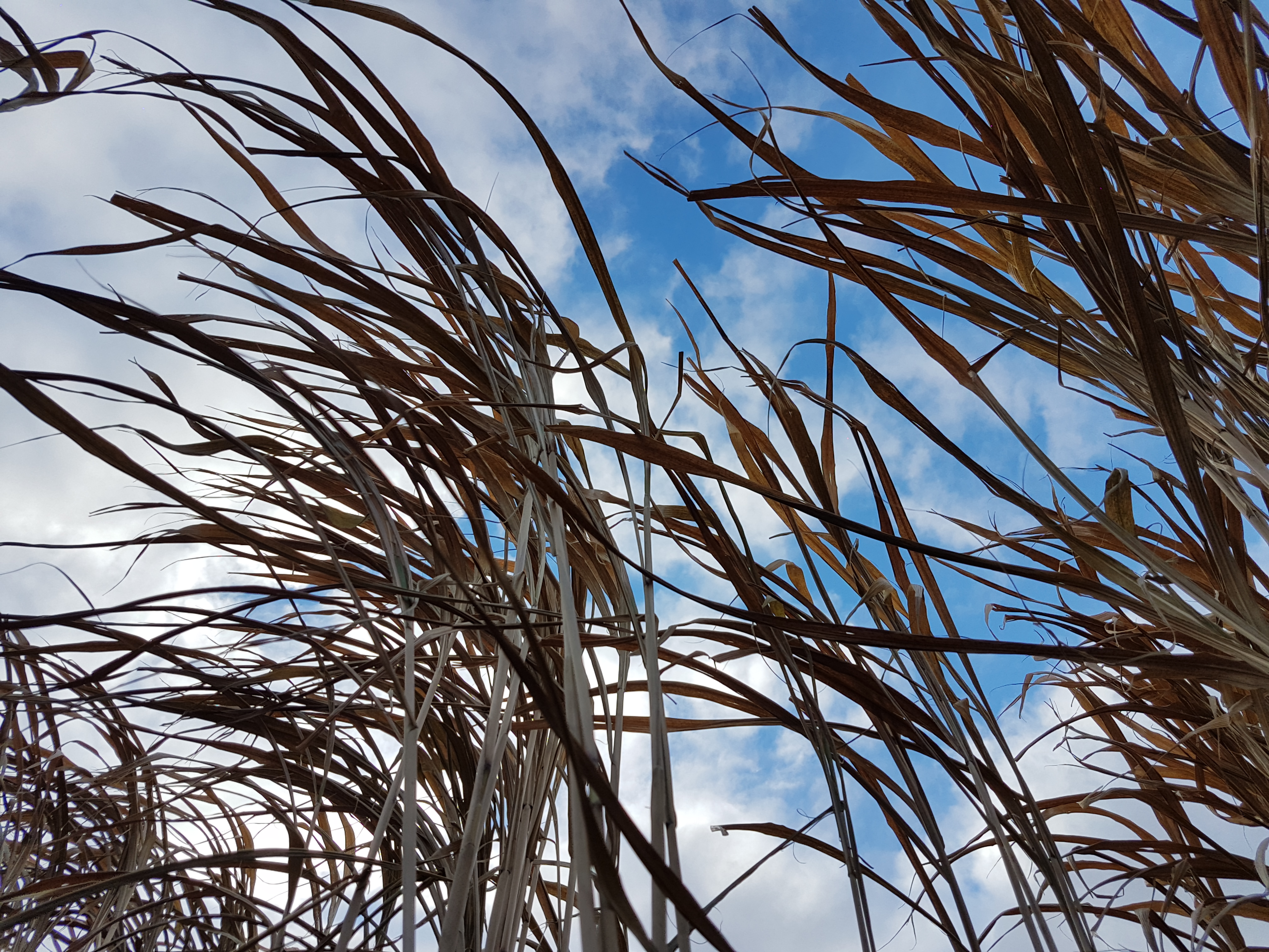 Image of grass with sky in background